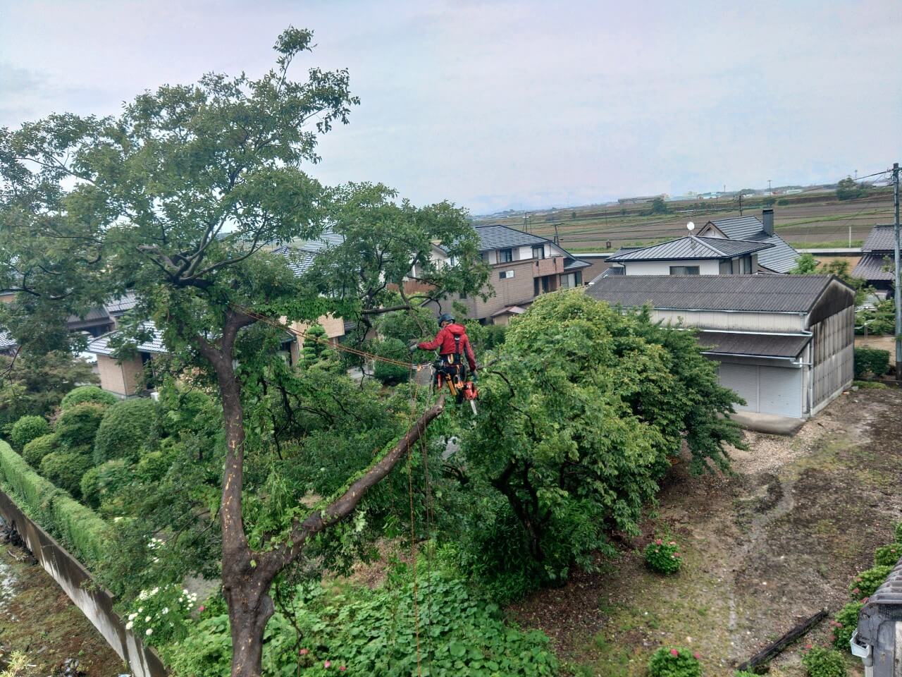 真下にある祠には万が一、枯れ枝や枝が跳ねてしまったときの事を考え、単管パイプとコンパネでしっかりと養生を行って万全の体制で作業を行っています。